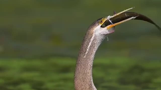 Black bellied Darters eat fish one by one