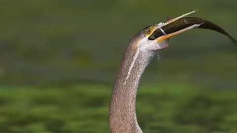 Black bellied Darters eat fish one by one