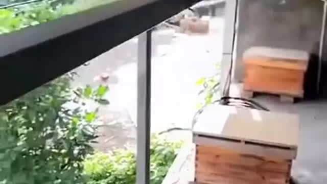 Beekeeper protecting his bees from being attacked by hornets