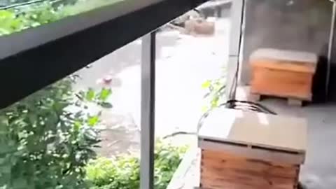 Beekeeper protecting his bees from being attacked by hornets