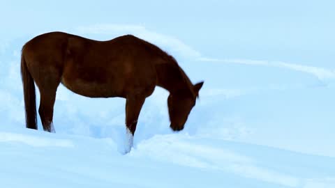 5 MINUTES of BEAUTIFUL HORSES in SNOW