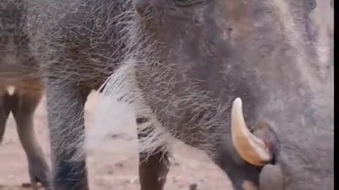 STEVIE the Swanky Warthog