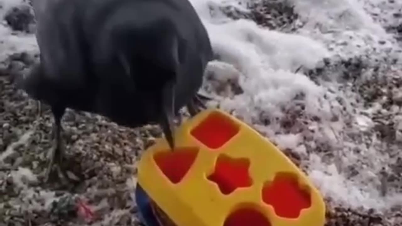 crow vs human