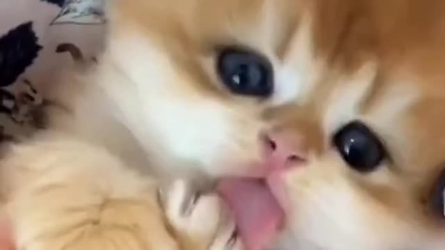 What a lovely cat, so loving.