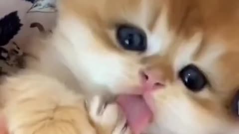 What a lovely cat, so loving.