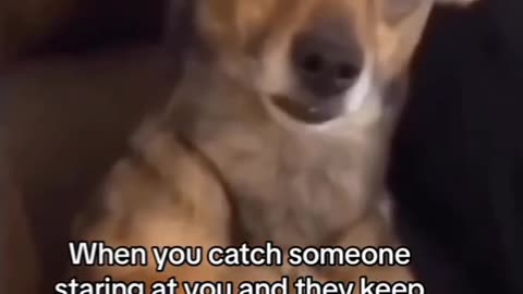 When someone stares at you -TRY NOT TO LAUGH FUNNY VIRAL 2023