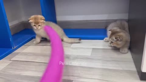 Funniest Animals 2023 😍 New Funny Cats and Dogs Videos