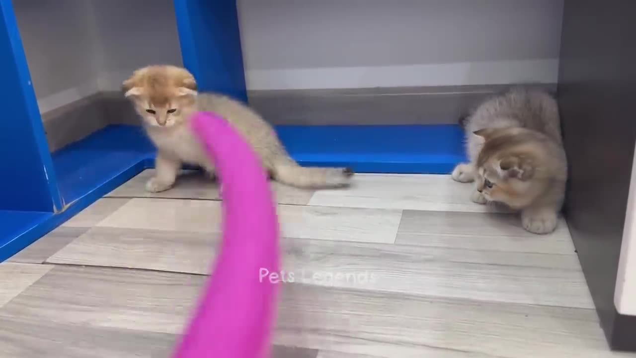 Funniest Animals 2023 😍 New Funny Cats and Dogs Videos