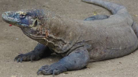 Komodo Dragon Ripped The Stomach Of A Huge Animal In Just A Few Minutes