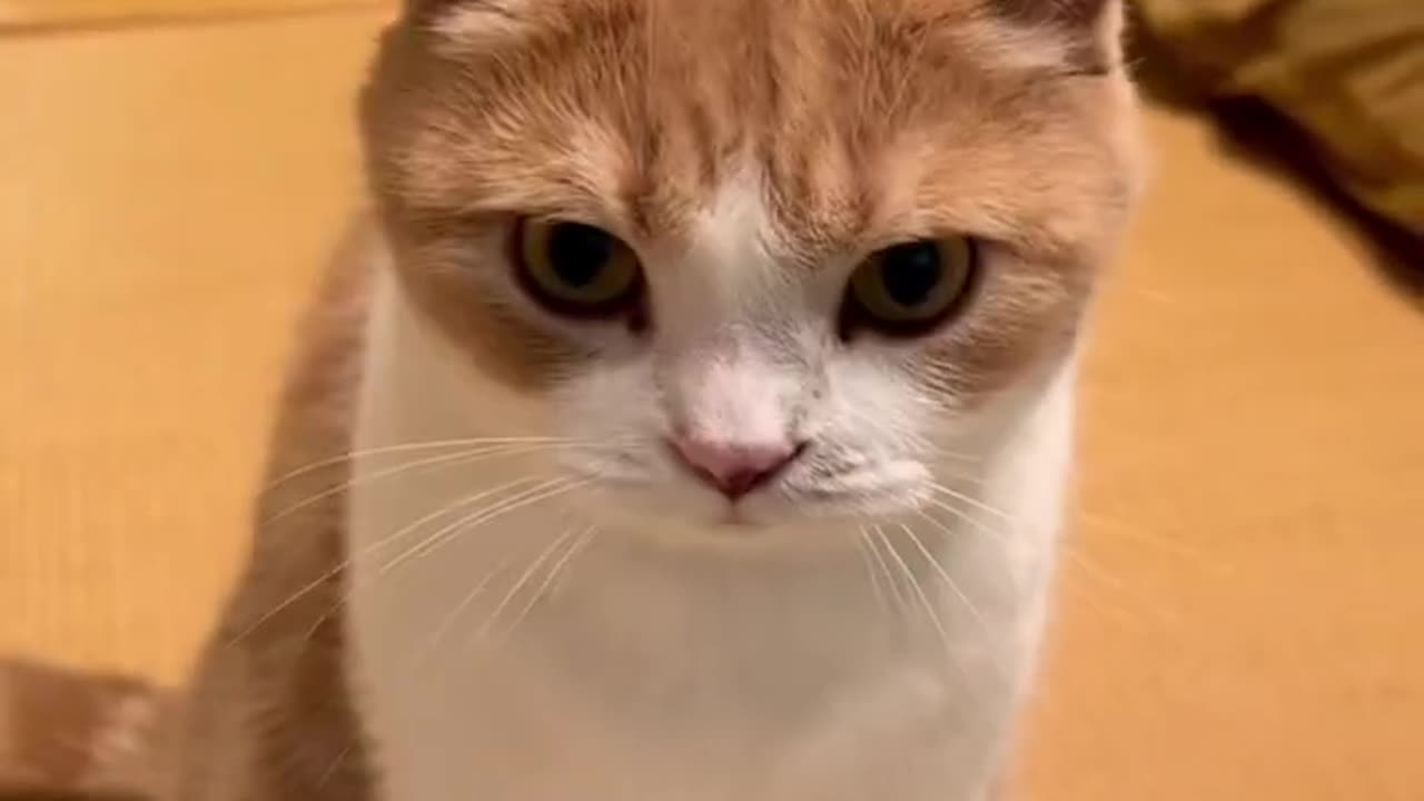 Cat meowing