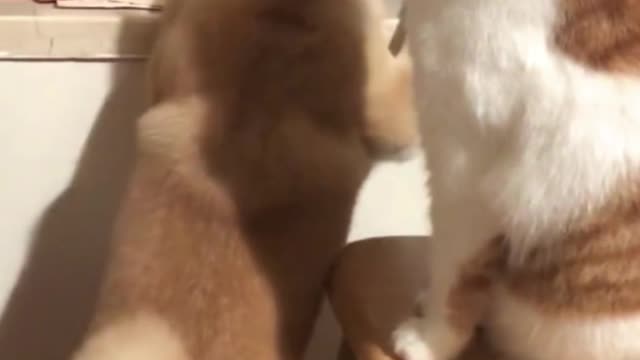 funny dog&cat