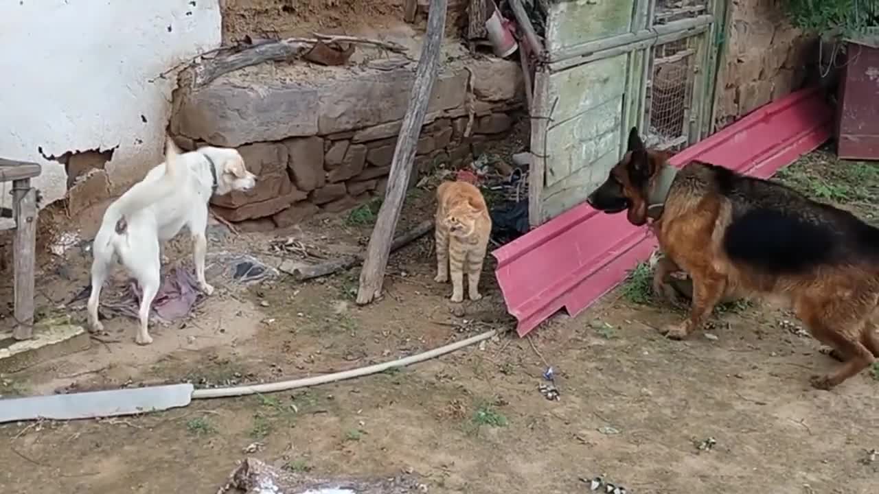 Cat and dogs fighting video