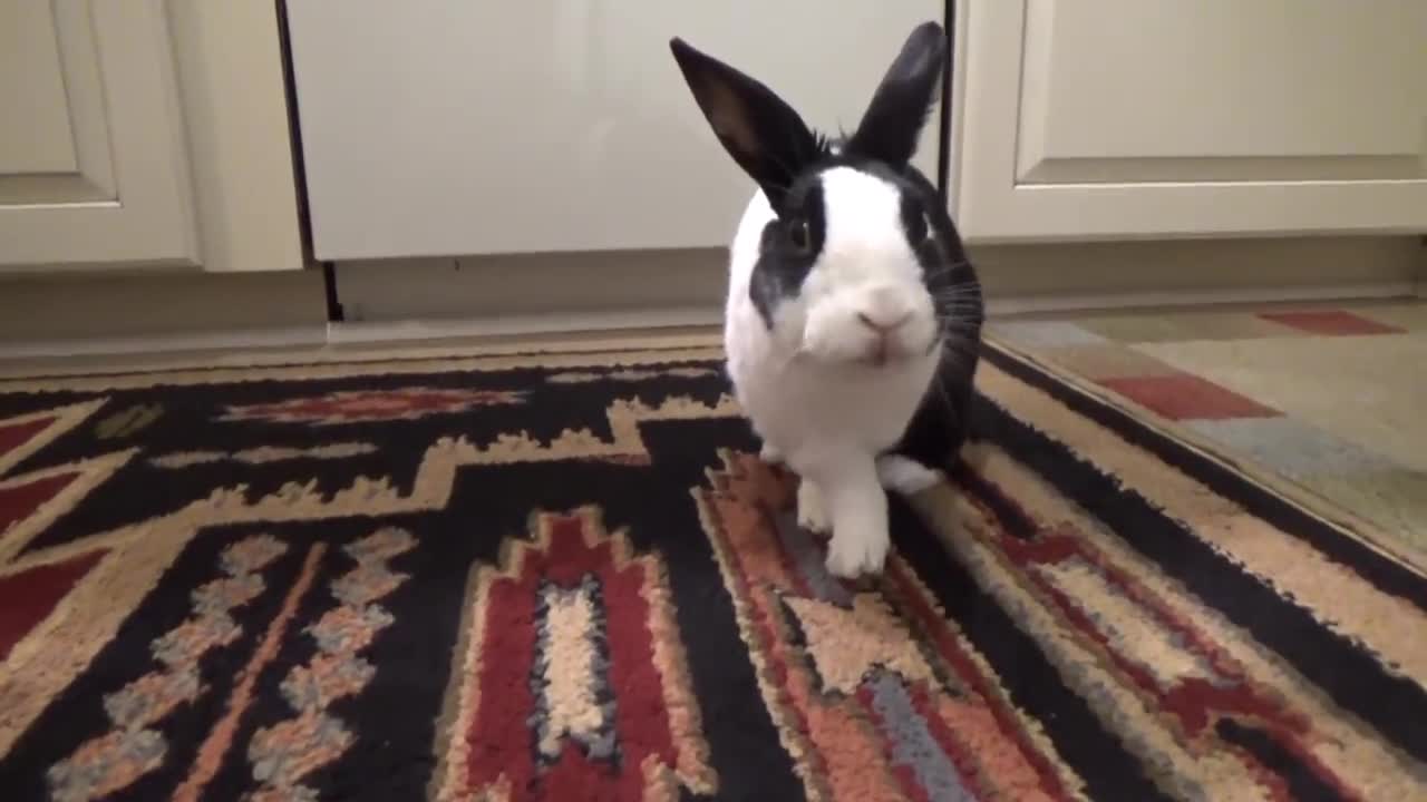 Rabbit tries a lemon for the first time!