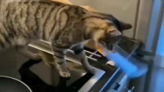 funny cat short videos |😂| part 187 |👍| Hello cats #shortvideo #shorts