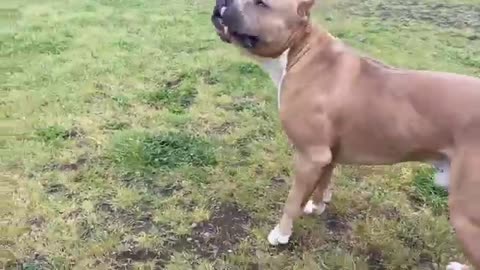 German Shepherd Attacks Pitbull [OFF LEASH DOG PARK] Part22