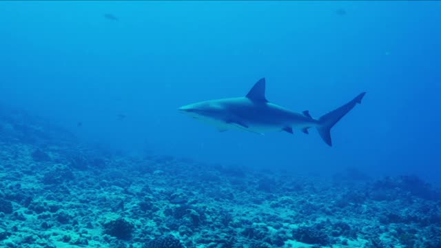 Galapagos shark that appears to be approaching in the depths of the ocean