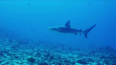 Galapagos shark that appears to be approaching in the depths of the ocean