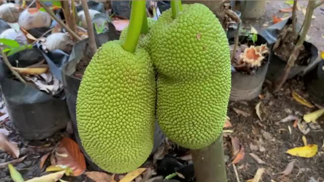 Indonesian honey jackfruit tree