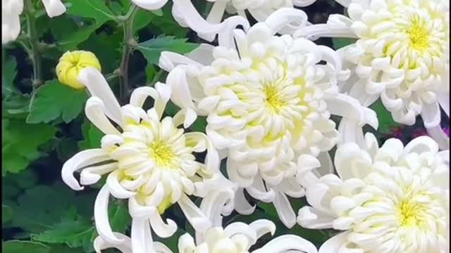 The white flowers are really pretty, do you like them?