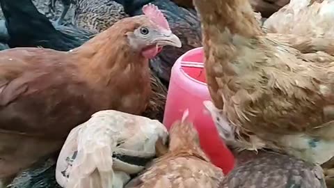 Chicken are enjoying feed