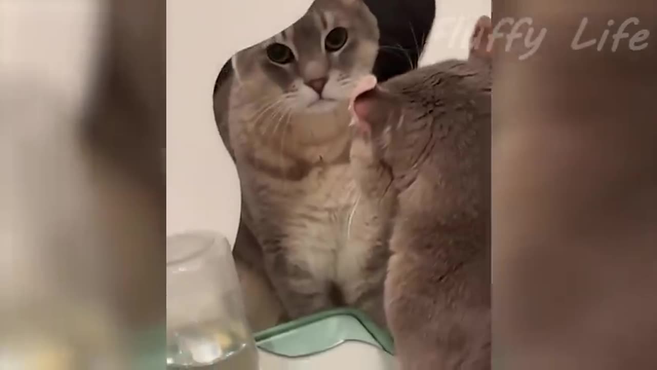 Funniest Animal videos 2023🤣 funny cats and dogs video