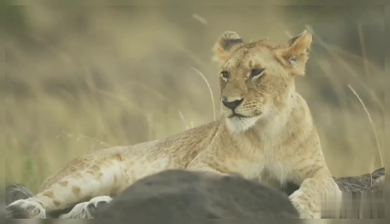 Lioness Taking Rest On Grassland Wildlife Animals Wildlife Lion Pride Lioness