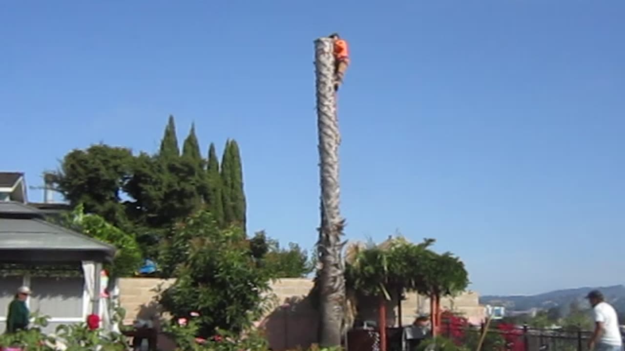 Palm Tree removal #3