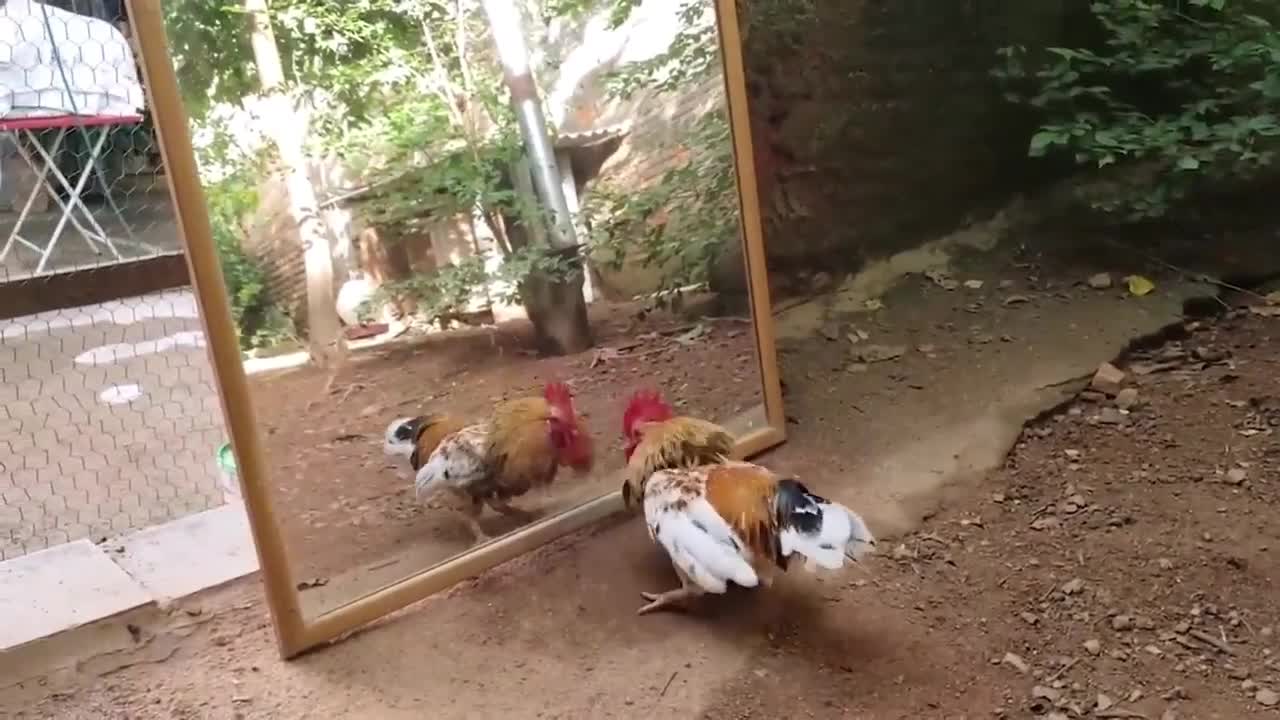 The Frightened Chicken