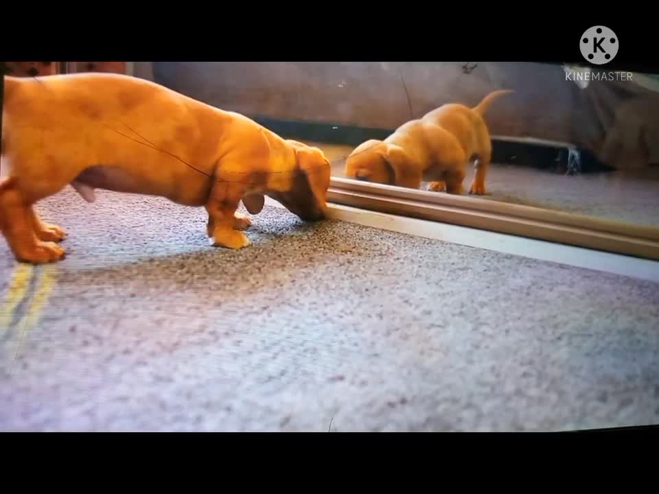 cute dog playing