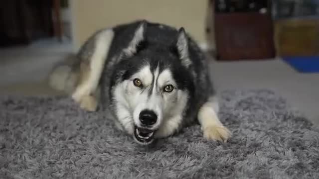 A Bird Got REVENGE On My HUSKY! He’s Angry!