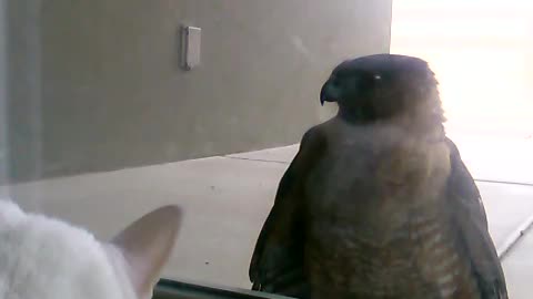 Cat and Hawk Face Off