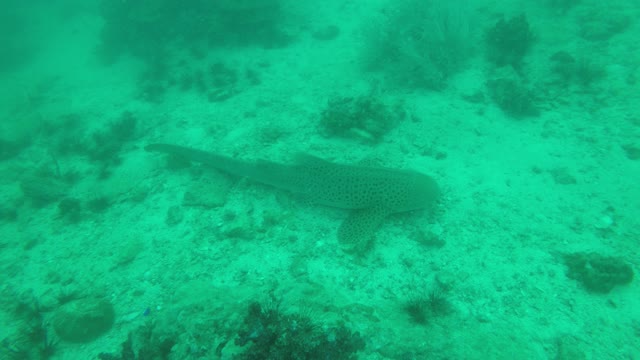 underwater fishes sea thailand shark