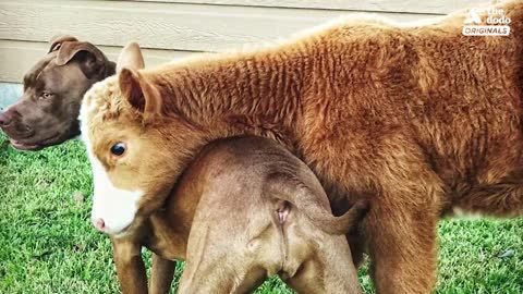 Family Brings Baby Cow Into Their Home During Hurricane | The Dodo: Comeback Kids S02E01