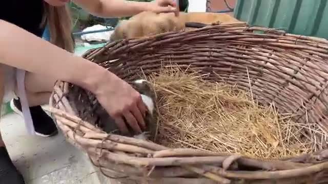 Gentle Golden Retriever Meets A Bunny For The First Time