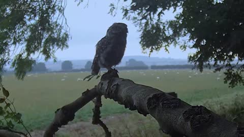 Little Owl's Calls for Love