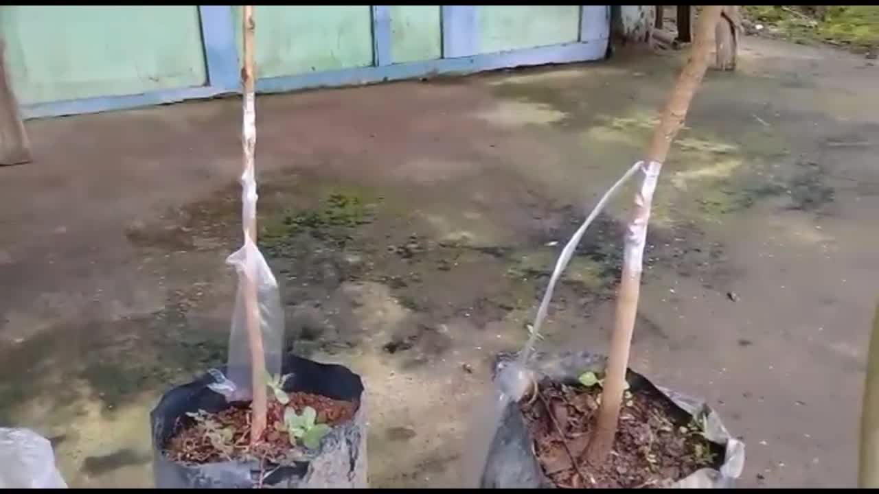 HOW TO GRAFTING TREE