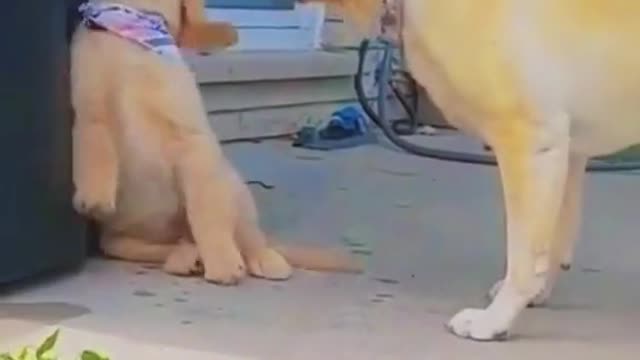 Puppy Mom I got it Don’t scold😂😂#dog #puppy