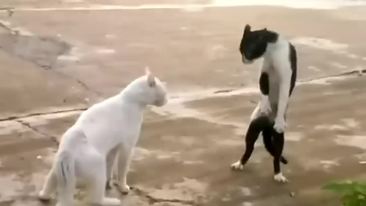 Animals Kung Fu 🔥