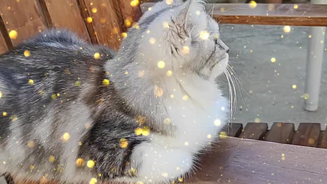 My love cats