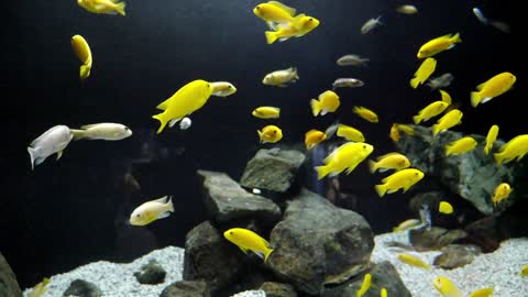 Shoal of yellow fishes