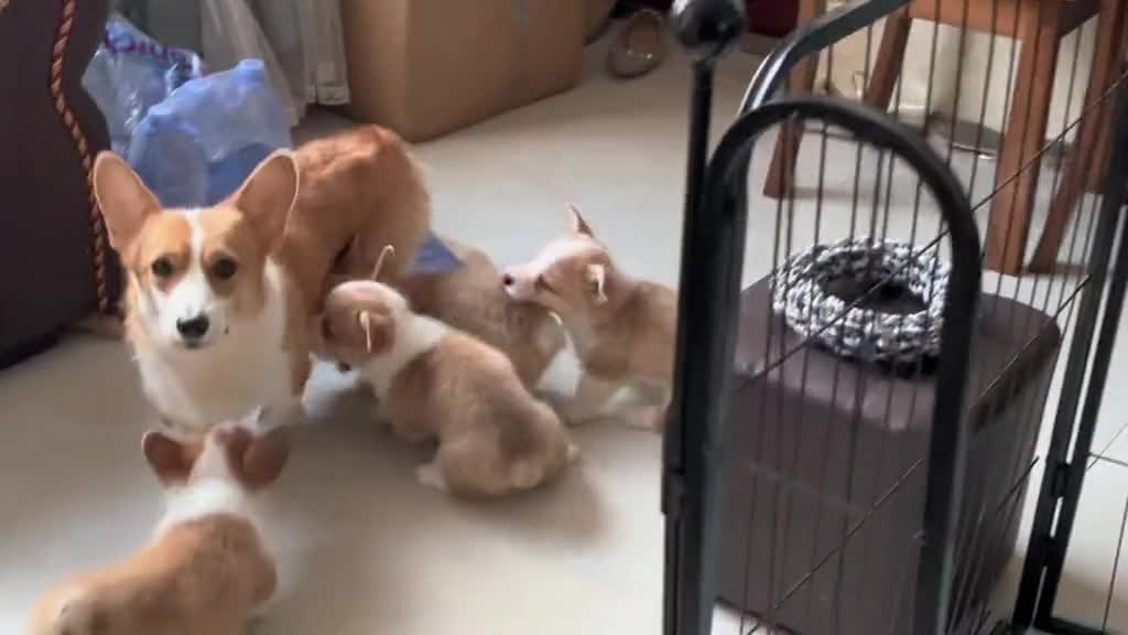 Mother Dog: Your barking bothers me