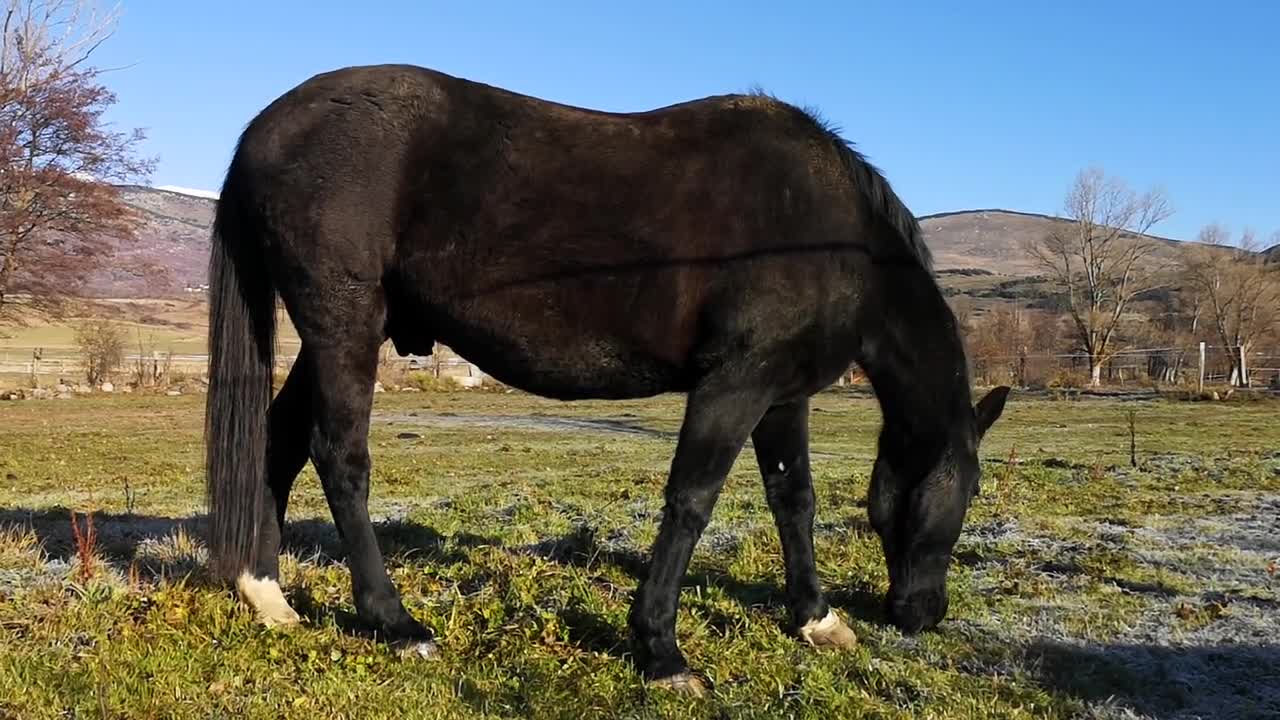 Horse Horse Eating Black Horse Eat Animals Grass