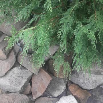 Cypress and wild stone