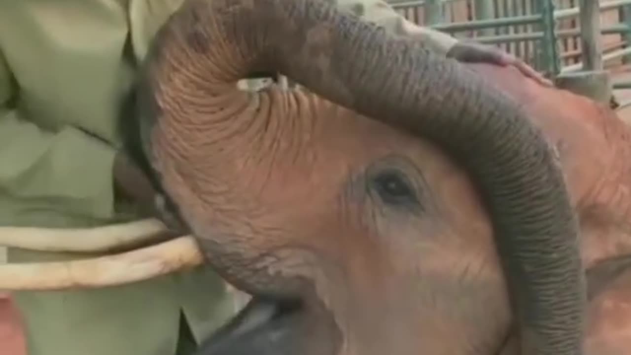 Funny Baby Elephant