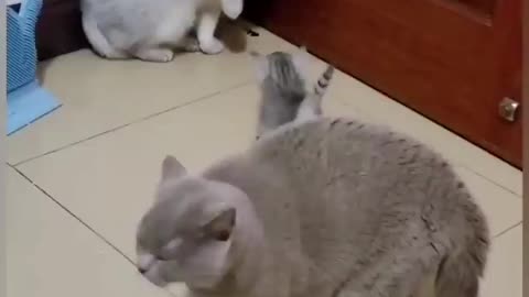 Cats funny videos