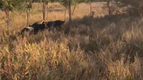 Pig Chase