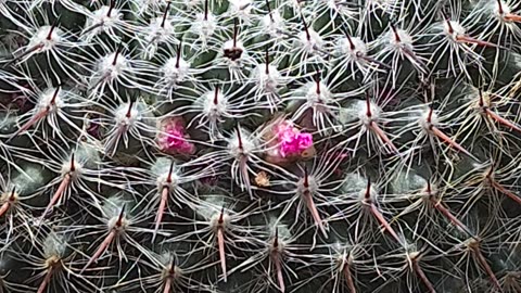 Old Lady Cactus