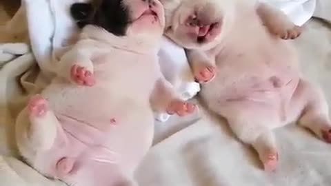 Funny animal videos|Cute animal videos |Funny dog&cat videos|Hilarious pet videos|Funny video