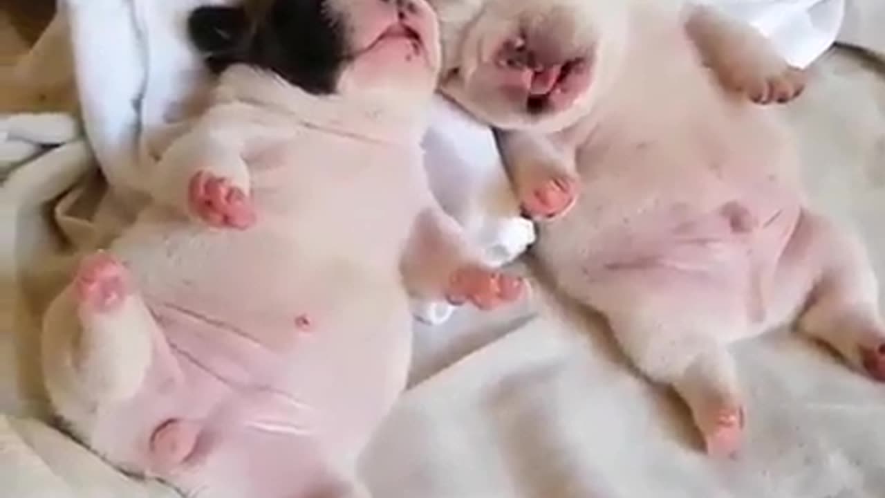 Funny animal videos|Cute animal videos |Funny dog&cat videos|Hilarious pet videos|Funny video