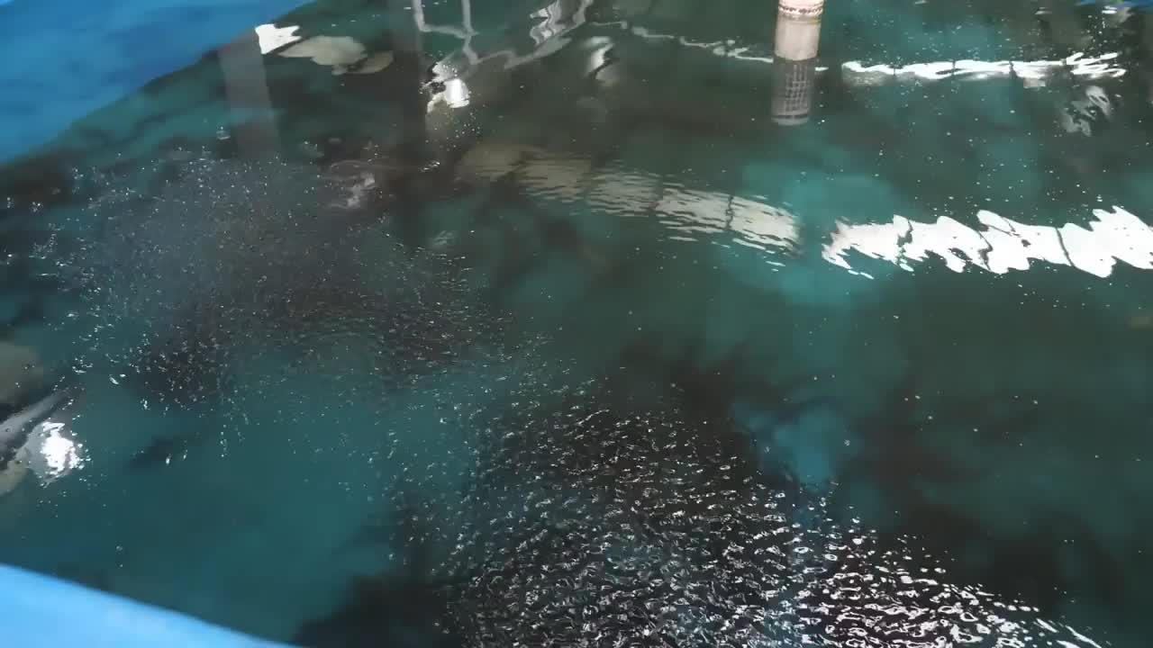 How caviar is made